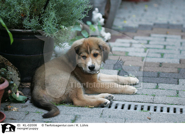 Mischlingwelpe / mongrel puppy / KL-02006