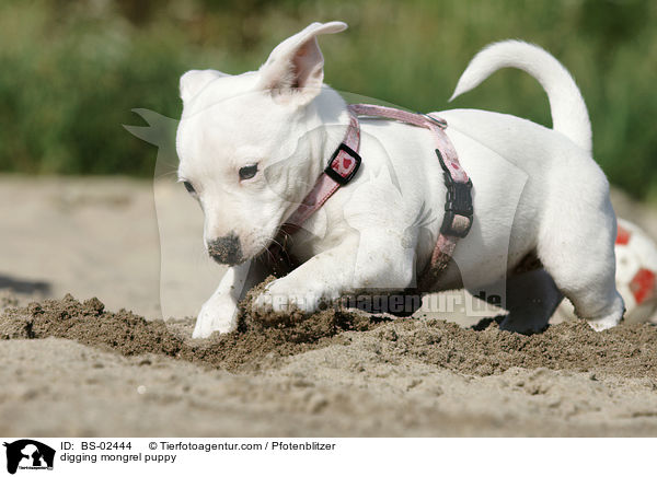 buddelnder Mischlingswelpe / digging mongrel puppy / BS-02444