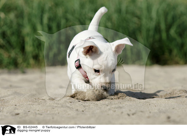 buddelnder Mischlingswelpe / digging mongrel puppy / BS-02445