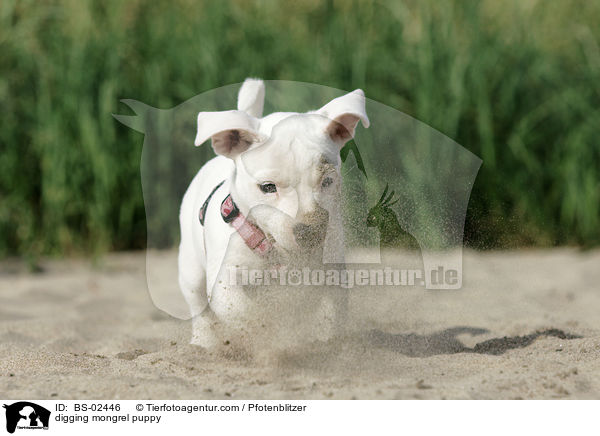 buddelnder Mischlingswelpe / digging mongrel puppy / BS-02446