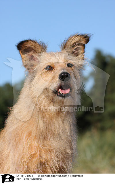 Irish-Terrier-Mischling / Irish-Terrier-Mongrel / IF-04901