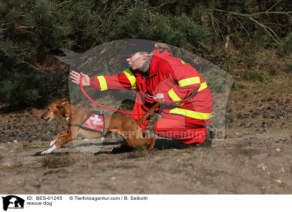 Rettungshund / rescue dog / BES-01245