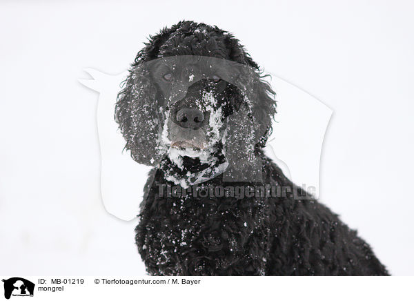 Cocker-Spaniel-Mischling / mongrel / MB-01219