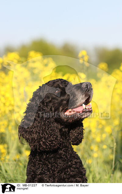 Cocker-Spaniel-Mischling / mongrel / MB-01227