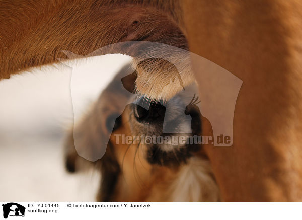 schnuppernder Hund / snuffling dog / YJ-01445