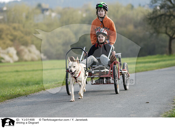 Dogcart fahren / driving a Dogcart / YJ-01488