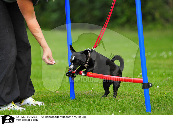 Mischling beim Agility / mongrel at agility / MEH-01273