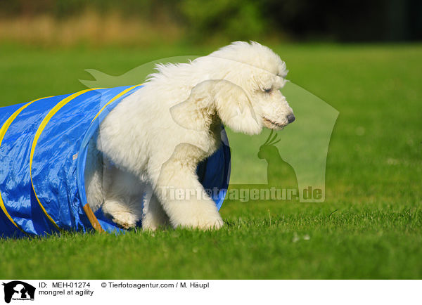 Mischling beim Agility / mongrel at agility / MEH-01274