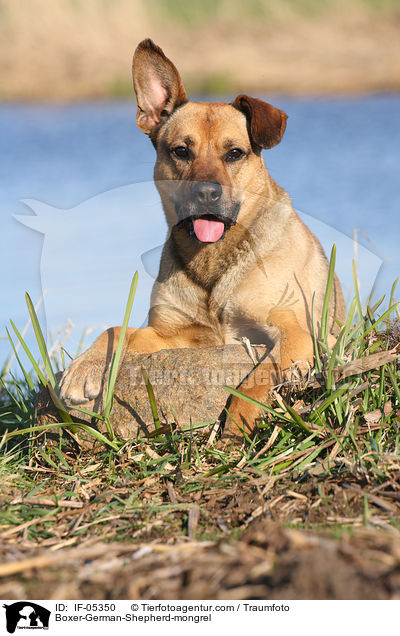 Boxer-German-Shepherd-mongrel / IF-05350