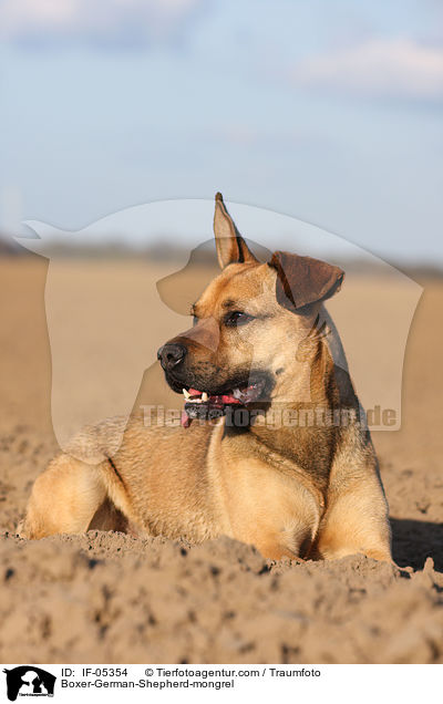 Boxer-Schferhund-Mischling / Boxer-German-Shepherd-mongrel / IF-05354