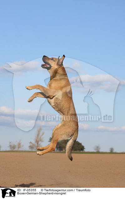 Boxer-Schferhund-Mischling / Boxer-German-Shepherd-mongrel / IF-05355