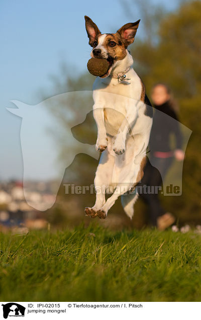 springender Jack-Russell-Mischling / jumping mongrel / IPI-02015