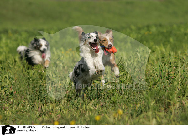 rennende Hunde / running dogs / KL-03723
