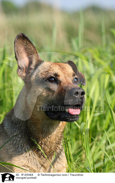 Boxer-Schferhund-Mix Portrait / mongrel portrait / IF-05484