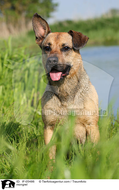 Boxer-Schferhund-Mix / mongrel / IF-05486