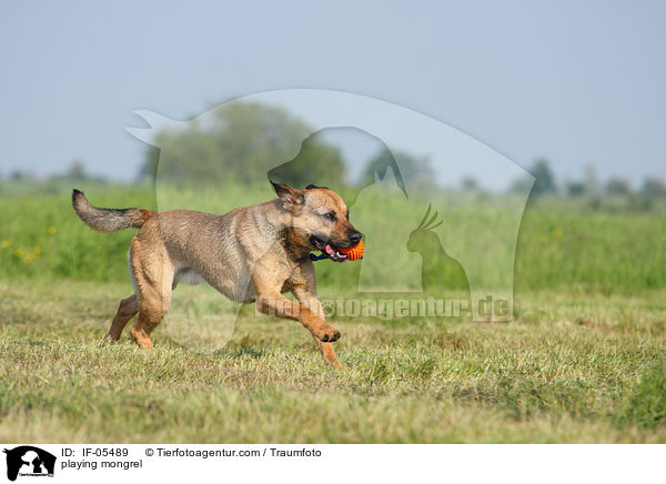 spielender Boxer-Schferhund-Mix / playing mongrel / IF-05489