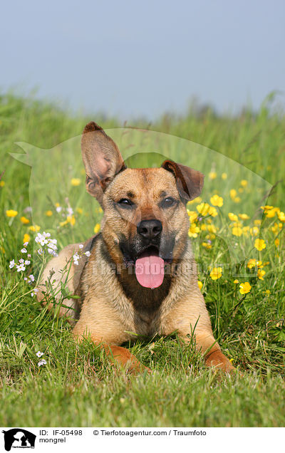 Boxer-Schferhund-Mix / mongrel / IF-05498