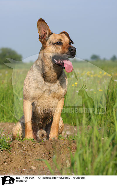 Boxer-Schferhund-Mix / mongrel / IF-05500