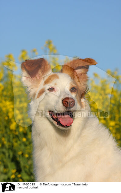 Border-Collie-Mix Portrait / mongrel portrait / IF-05515