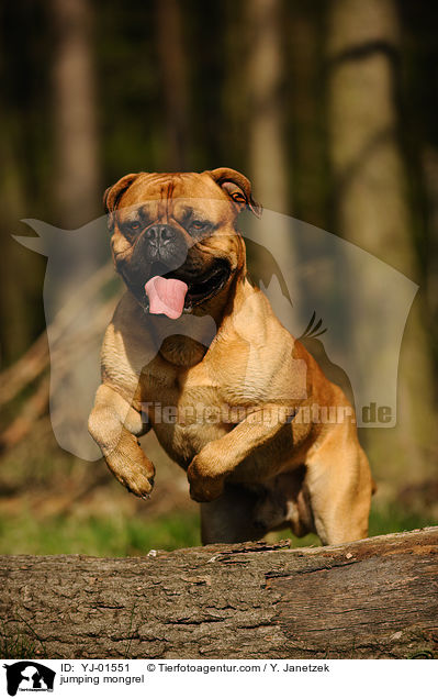 springender Bullmastiff-Mix / jumping mongrel / YJ-01551