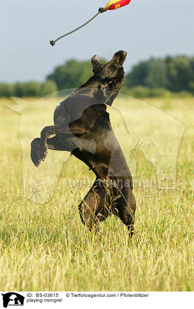 spielender Weimaraner-Mix / playing mongrel / BS-03615