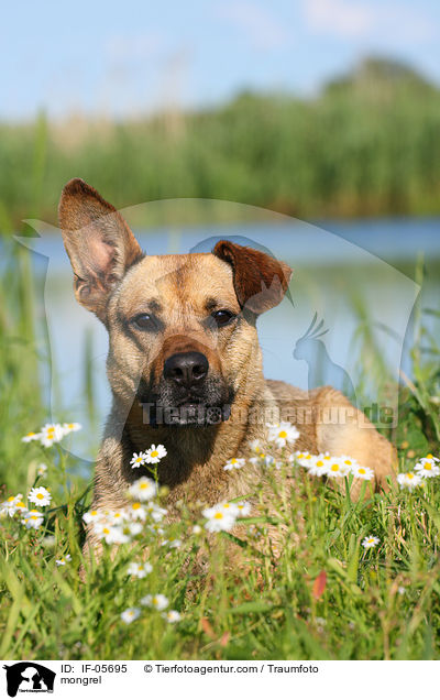 Boxer-Schferhund-Mix / mongrel / IF-05695