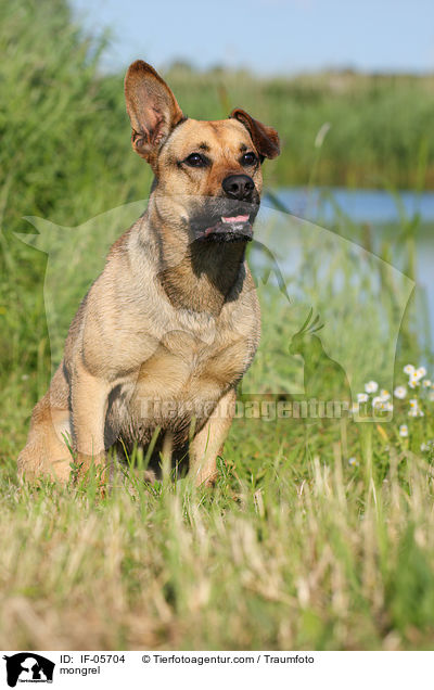 Boxer-Schferhund-Mix / mongrel / IF-05704