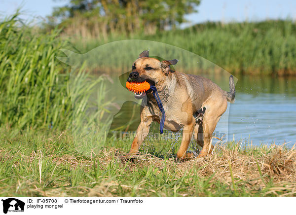 spielender Boxer-Schferhund-Mix / playing mongrel / IF-05708