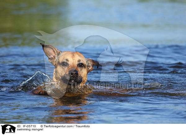 schwimmender Boxer-Schferhund-Mix / swimming mongrel / IF-05710