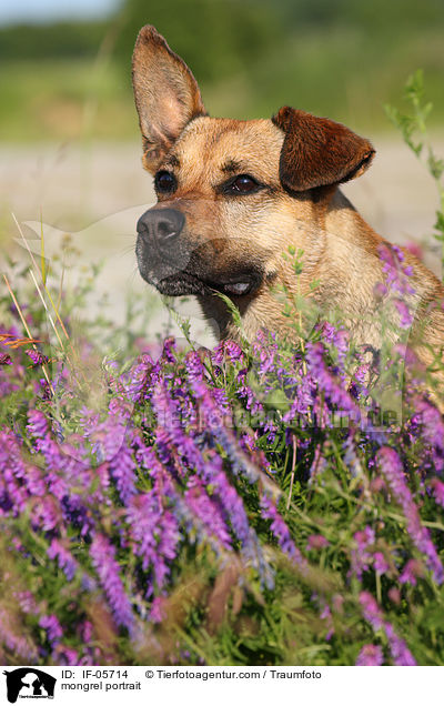 Boxer-Schferhund-Mix Portrait / mongrel portrait / IF-05714