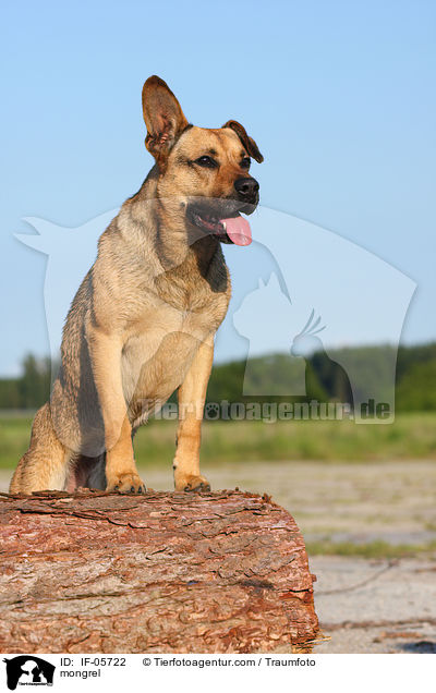 Boxer-Schferhund-Mix / mongrel / IF-05722