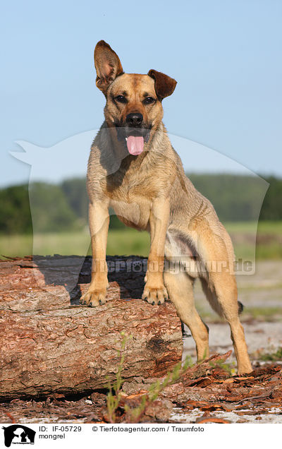 Boxer-Schferhund-Mix / mongrel / IF-05729