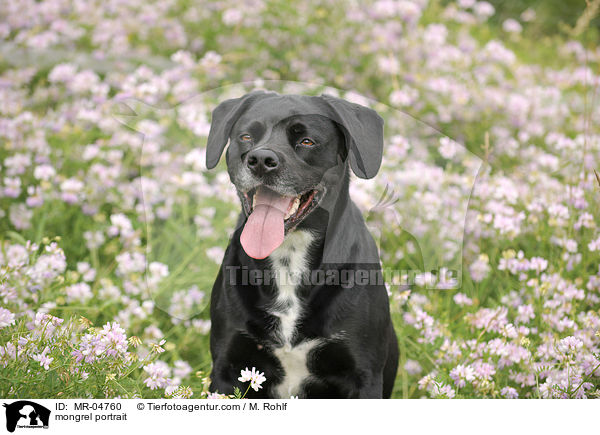 Mischling Portrait / mongrel portrait / MR-04760