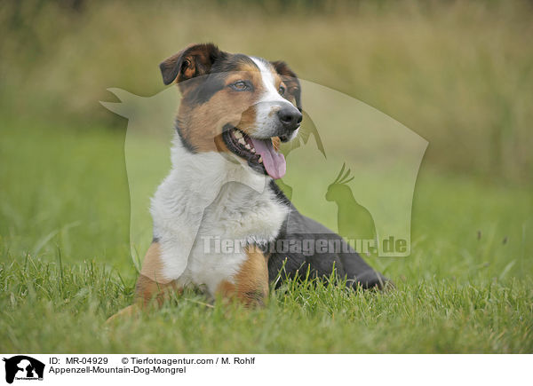 Appenzeller-Sennenhund-Mischling / Appenzell-Mountain-Dog-Mongrel / MR-04929