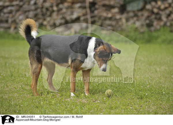 Appenzeller-Sennenhund-Mischling / Appenzell-Mountain-Dog-Mongrel / MR-04951