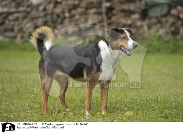 Appenzeller-Sennenhund-Mischling / Appenzell-Mountain-Dog-Mongrel / MR-04952