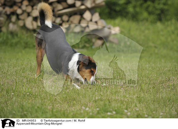 Appenzeller-Sennenhund-Mischling / Appenzell-Mountain-Dog-Mongrel / MR-04953