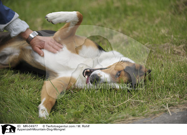 Appenzeller-Sennenhund-Mischling / Appenzell-Mountain-Dog-Mongrel / MR-04977