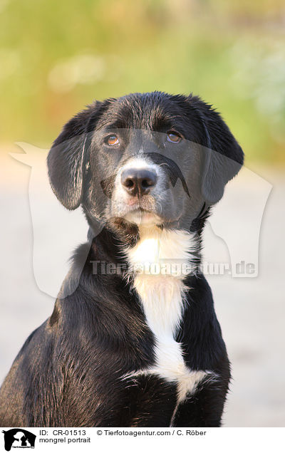 Labrador-Mix Portrait / mongrel portrait / CR-01513