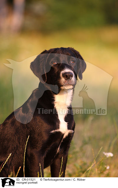 Labrador-Mix Portrait / mongrel portrait / CR-01521