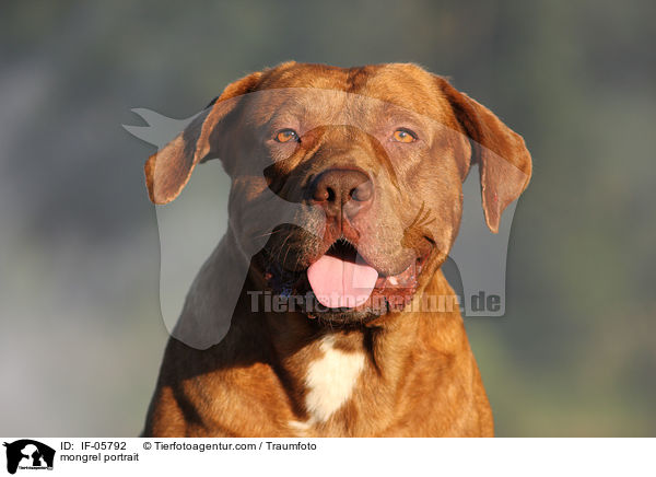 Bordeaux-Doggen-Mix Portrait / mongrel portrait / IF-05792