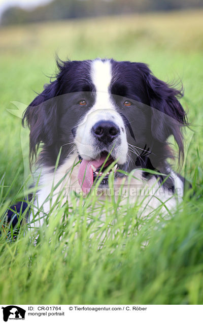 Landseer-Hovavart-Mix Portrait / mongrel portrait / CR-01764