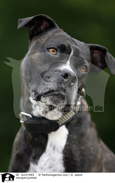 Cane-Corso-Mischling Portrait / mongrel portrait / DJ-01484