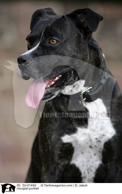 Cane-Corso-Mischling Portrait / mongrel portrait / DJ-01492