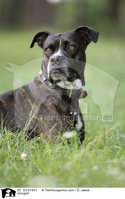 Cane-Corso-Mischling / mongrel / DJ-01501