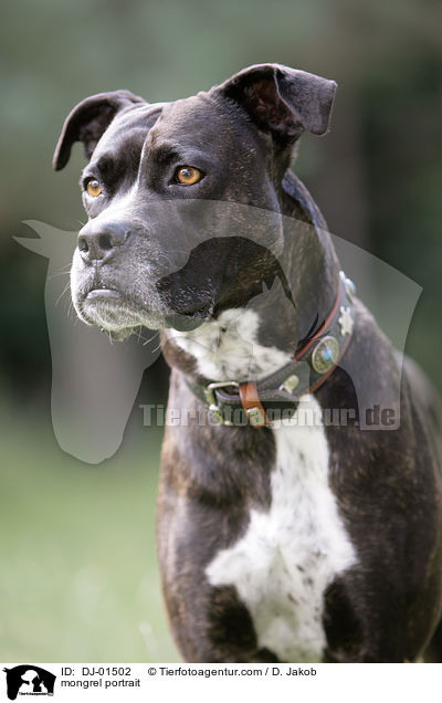 Cane-Corso-Mischling Portrait / mongrel portrait / DJ-01502