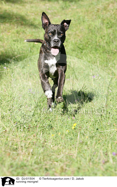 rennender Cane-Corso-Mischling / running mongrel / DJ-01504