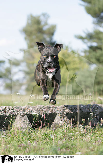 springender Cane-Corso-Mischling / jumping mongrel / DJ-01505