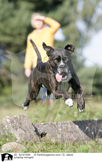 springender Cane-Corso-Mischling / jumping mongrel / DJ-01506