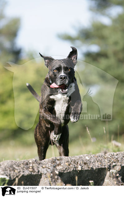 springender Cane-Corso-Mischling / jumping mongrel / DJ-01507